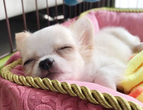 眠るチワワ
