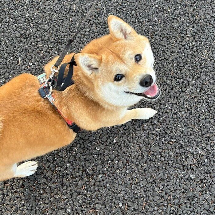 嬉しそうに飼い主さんを見つめるぐりちゃん