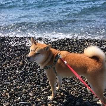 柴