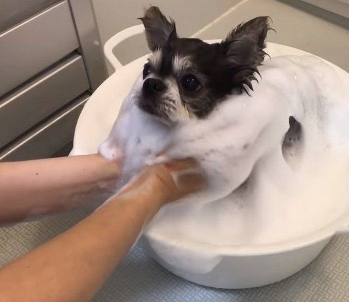 泡ぶろの犬