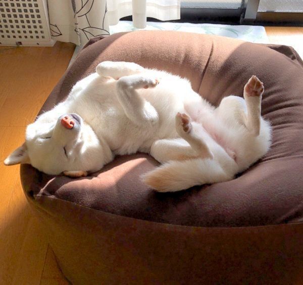気持ちよさそうに眠るチョビちゃん