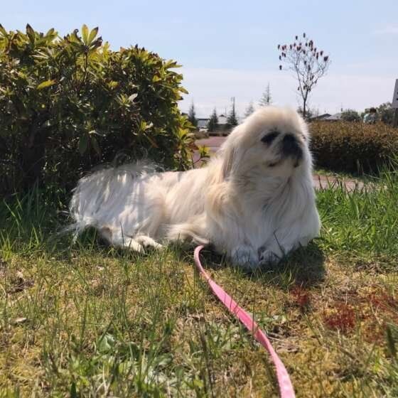 お散歩するペキニーズ