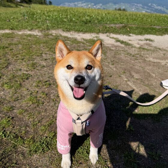 元気いっぱい！笑顔の柴犬