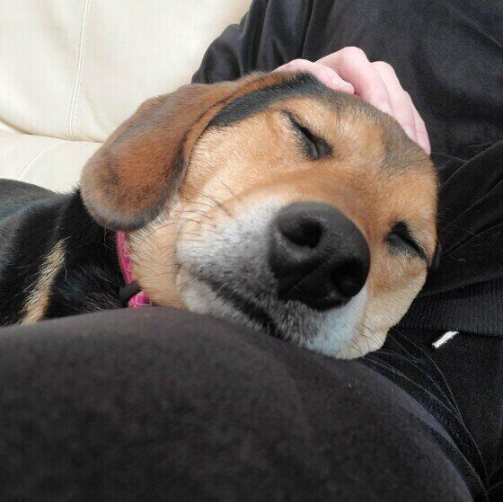 ミックス犬
