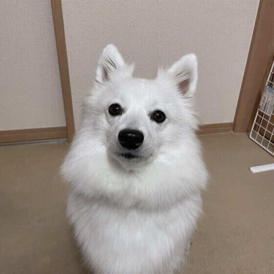 おすわりをしている日本スピッツ