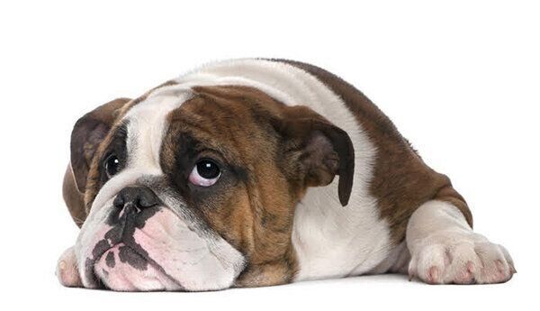 見上げる犬