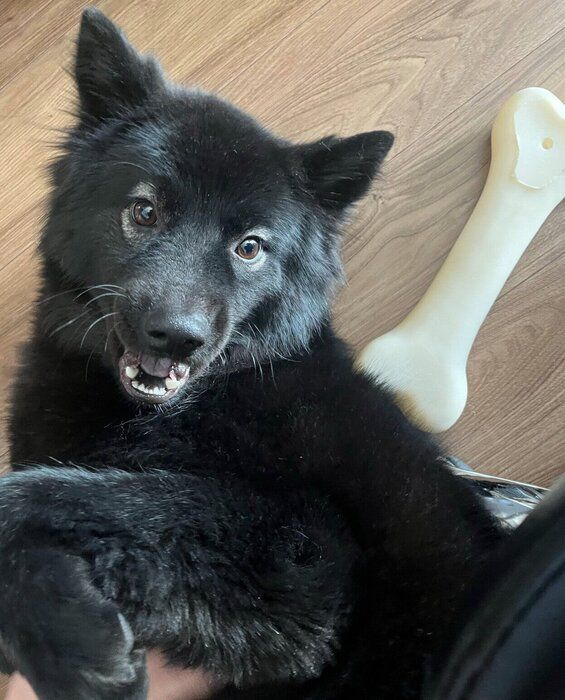 ��ž���륷���ǥ��󥬡�����