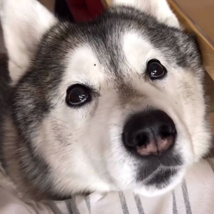 キラキラ見つめてくる文ちゃん