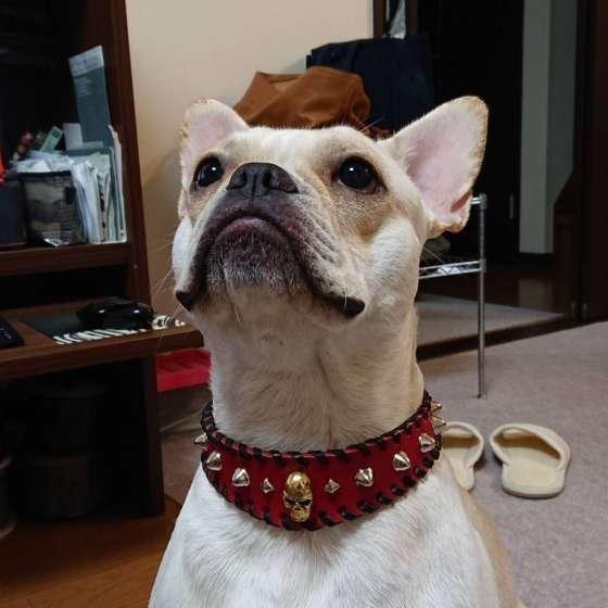 フレンチ・ブルドッグ