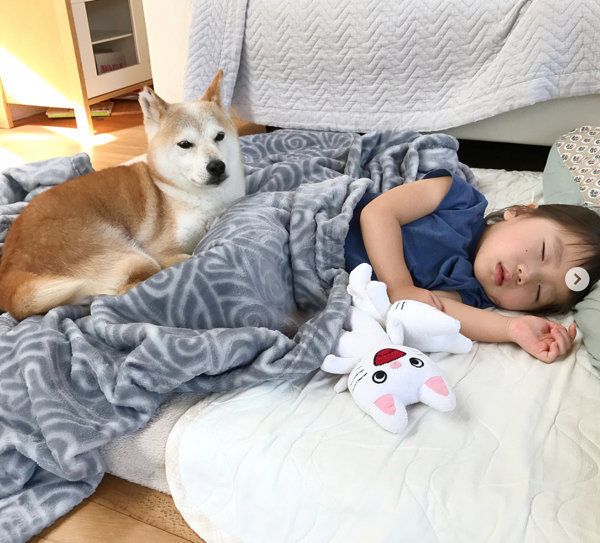 子どもに寄り添う柴犬のリリコちゃん