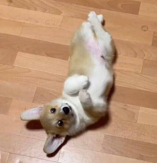 コペン　フィギリン　戯れている子犬 コペン フィギリン 戯れている子犬