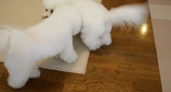 じゃれるビション・フリーゼ