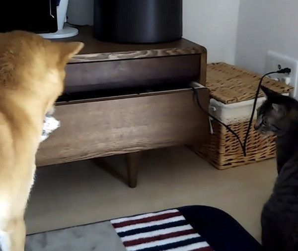 柴犬と猫