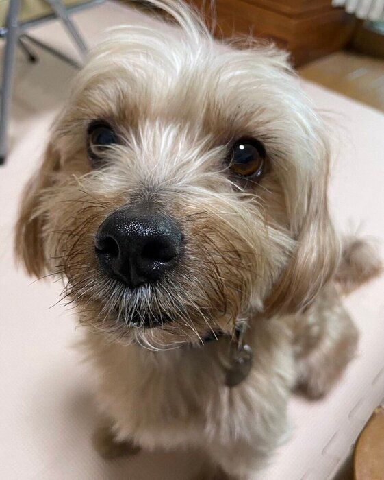 9才頃の犬
