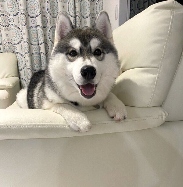 笑顔のガウちゃん