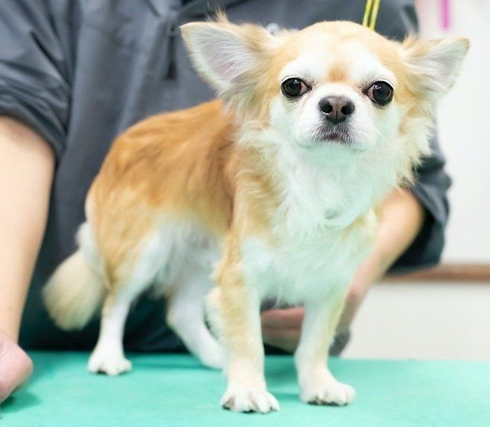 トリミング中、室内飼いの犬に寄生虫が見つかることも