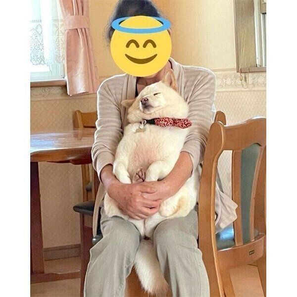 おばあちゃんが抱っこすると、すぐに寝てしまうだいふくさん