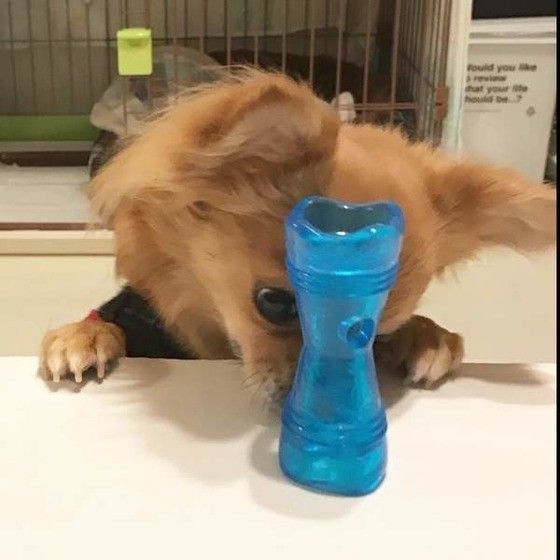 チワワ