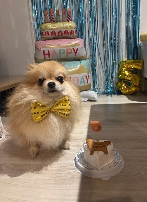 5才の誕生日をお祝いする犬