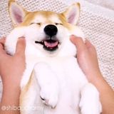 犬のほっぺが もち っ と伸びる理由 かわいい画像もご紹介 いぬのきもちweb Magazine 犬のほっぺが もち っ と伸びる理由 かわいい画像もご紹介 いぬのきもちweb Magazine