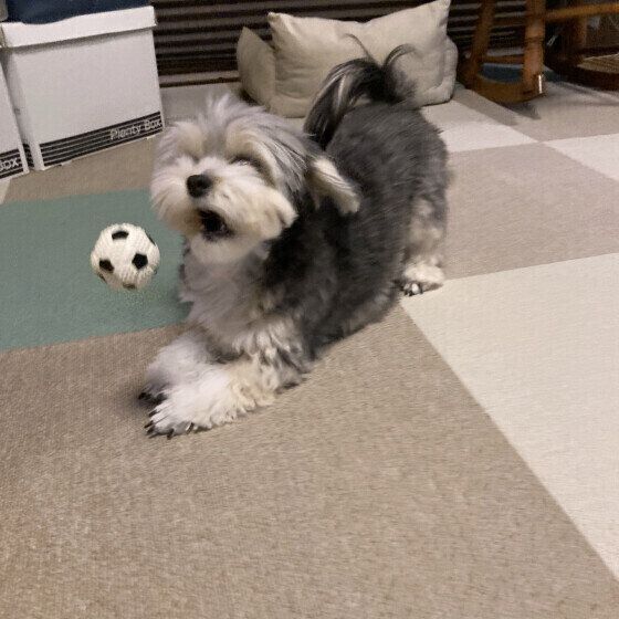 MIXのジョリィちゃん