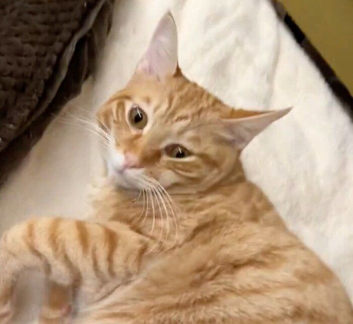 起きてしまったモルトくん