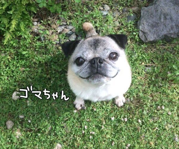 ゴマちゃんに似ているめーちゃん