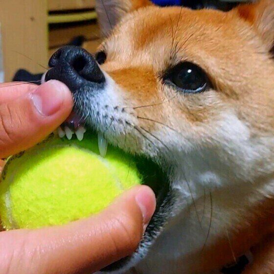 このボールは絶対に渡さないワン いぬのきもち