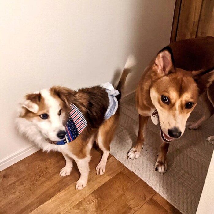 トライアル開始時のふう太くん