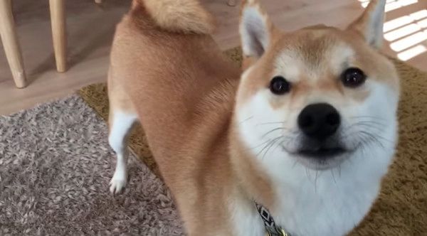 見つめる柴犬