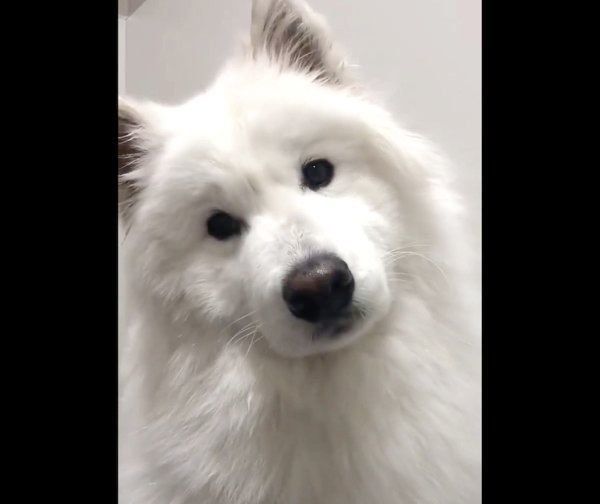ドライヤー中に首を傾げるサモちゃん