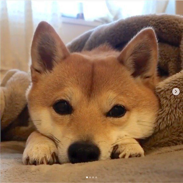 寝坊助な豆柴