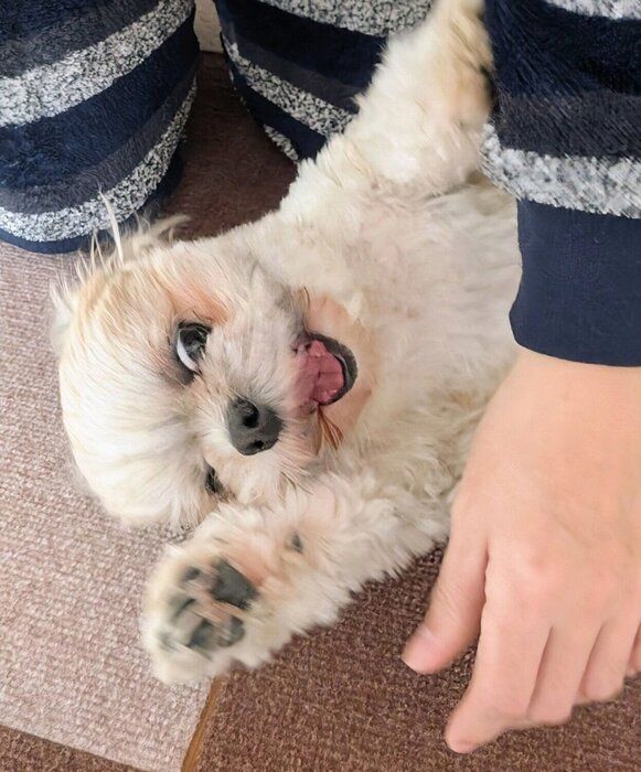 家の中で全力で遊ぶ楽くん