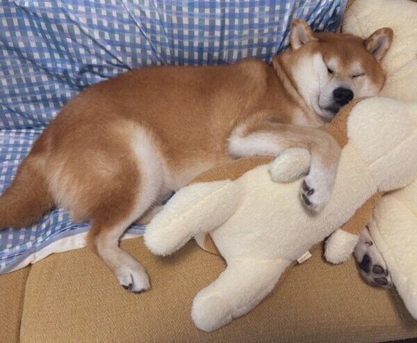 ぐっすり眠って夢の中の豆次郎くん
