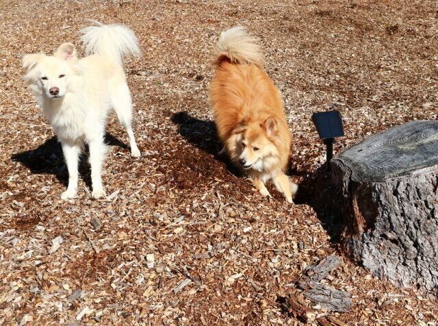 穴澤賢の犬のはなしに関する記事一覧 いぬのきもちweb Magazine