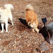 穴澤賢の犬のはなしに関する記事一覧 いぬのきもちweb Magazine 穴澤賢の犬のはなしに関する記事一覧 いぬのきもちweb Magazine