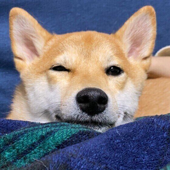 柴