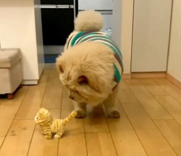 おもちゃを見つめるくり蔵くん