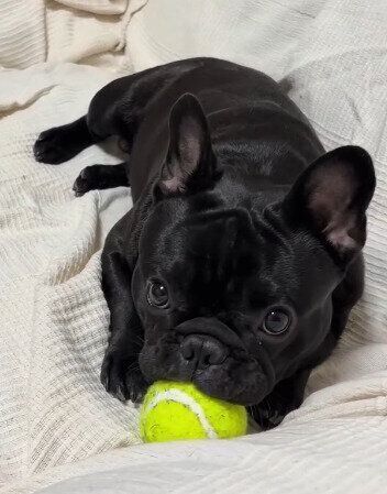 おもちゃで遊ぶフレンチブルドッグ