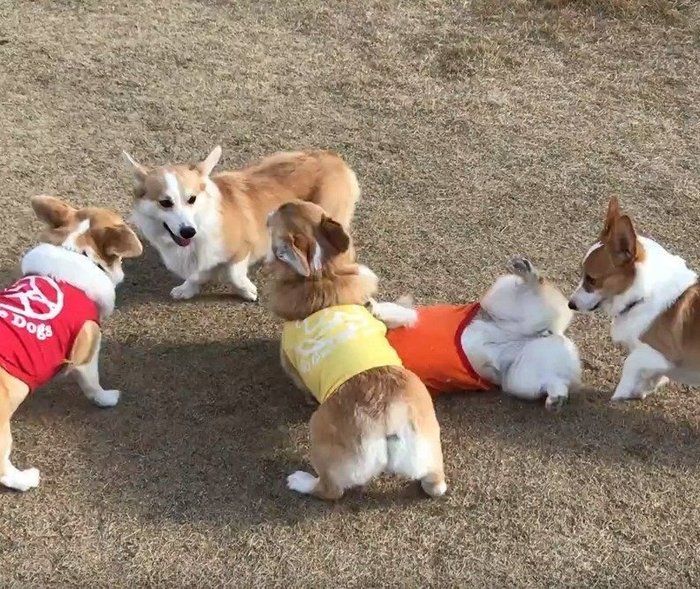 じゃれ合うコーギーたち