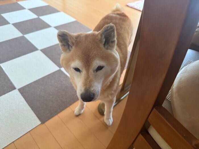 柴犬マロたんに関する記事一覧｜いぬのきもちWEB MAGAZINE