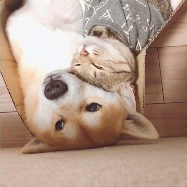 一緒にごろごろするHaluくんとMugiくん