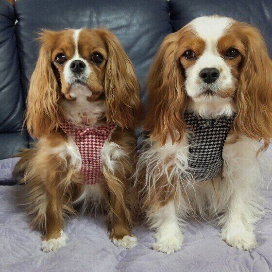 シニア犬の頑固やわがままは長生きの証!頑固になる理由とは? いぬのきもち