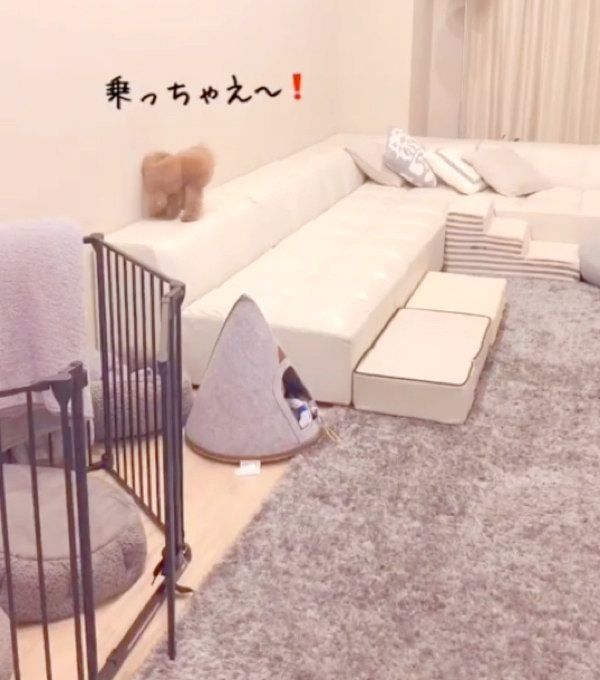 喜びの気持ちを抑えきれないトイ・プードル