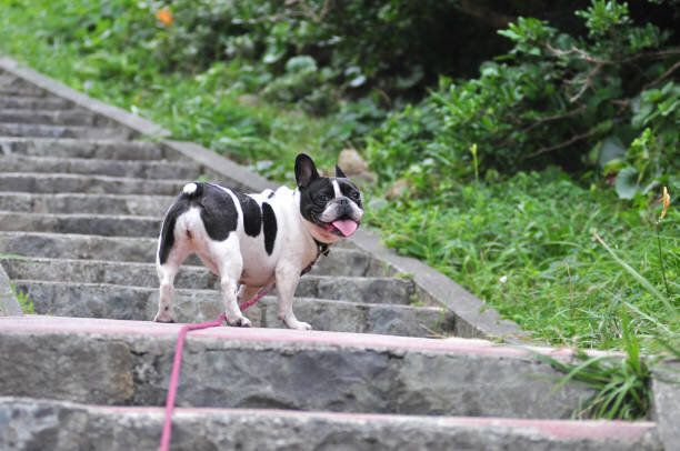 長い階段の真ん中で休むフレンチブルドッグ