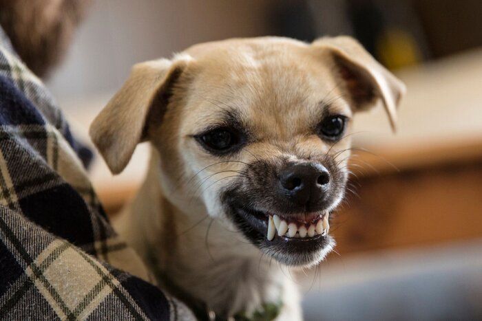 歯をむき出しにする犬