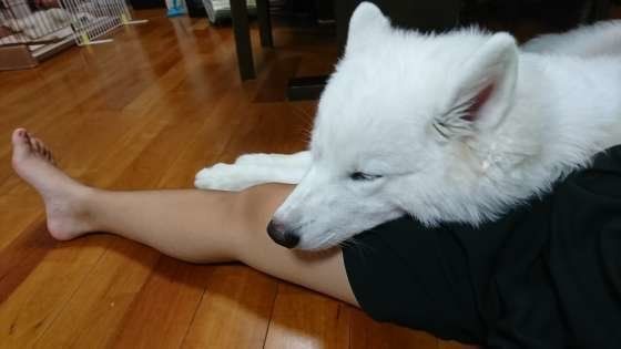 サモエド