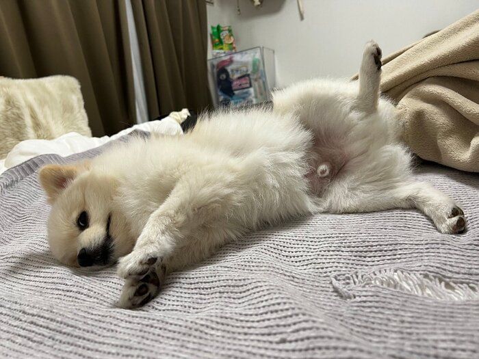 ナデナデ待ちのこうしろうくん