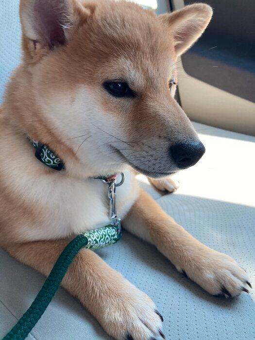 生後約5カ月の柴犬