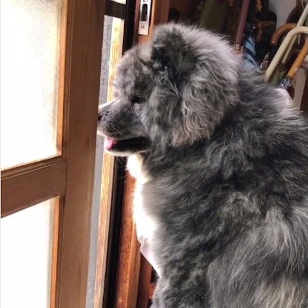 秋田犬